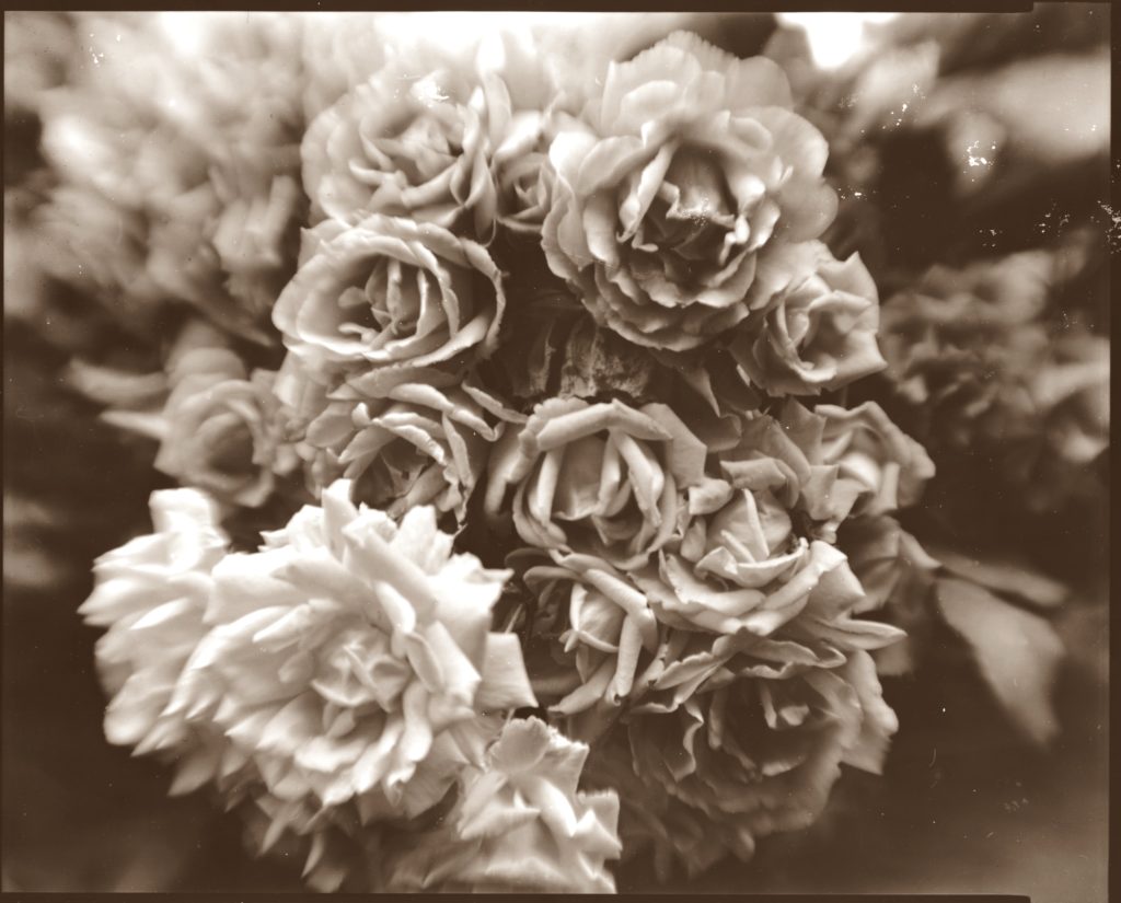 Rose 2016